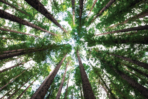 Trees