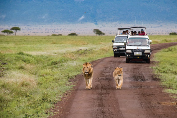 Lion Safari