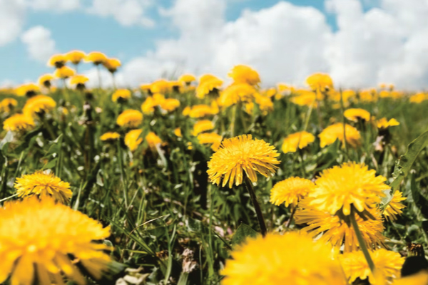 field of dandelions