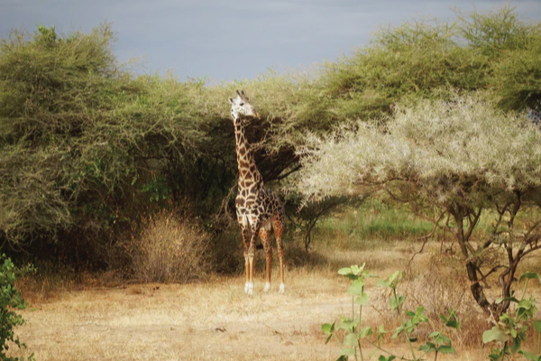 A Giraffe
