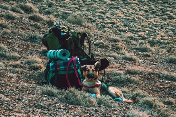 Hiking Pack with Dog