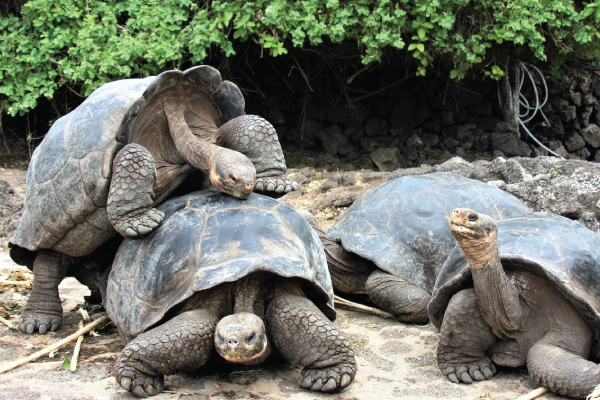 Tortoises on beach