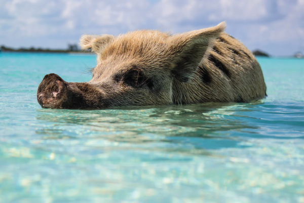 Pig Swimming